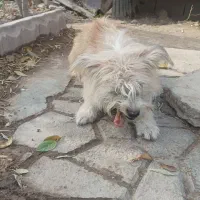 پاکوتا ماده خیلی بازی گوش سالم|سگ|بناب, |دیوار