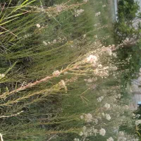 آموزش نقاشی ، انگلیسی ، دروس ابتدایی حضوری و مجازی