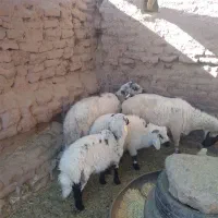 دوراس میش بفروش می‌رسد