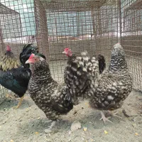 مرغ و خروس چینی