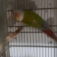 گرینچیک نر|پرنده|تربتحیدریه, منصوریه|دیوار