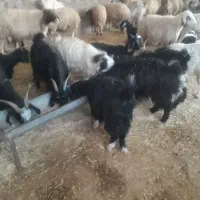 بزغاله فروش