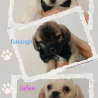 سه عدد سگ شیتزو تریر