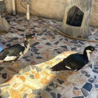 فروش دو عدد اردک نر خارجی روسی یا اسرائیلی|حیوانات مزرعه|چالوس, |دیوار