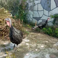 بوقلمون خونگی