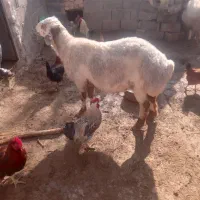 قوچ|حیوانات مزرعه|مانه, |دیوار