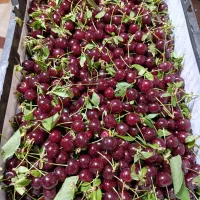 آلبالو رسیده درشت آبدار کاملا ارگانیک