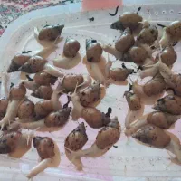 حلزون|آرایشی، بهداشتی، درمانی|پیر سلیمان, |دیوار