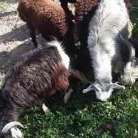 بزغاله|حیوانات مزرعه|تیکمه داش, |دیوار