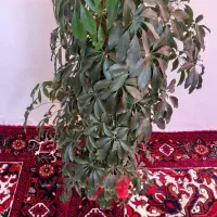 گل طبیعی شفلرا|گل و گیاه طبیعی|سهند, |دیوار