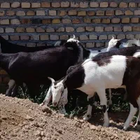 هفت راس بزغاله ماده  ماده گلابی نیست در جهان
