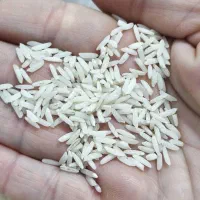 برنج هاشمی درجه یک