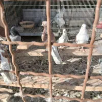 چنتا غریب گیری|پرنده|کرج, شهرک کوثر|دیوار