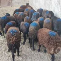 بره ماده توقلی افشار و قزل افشار