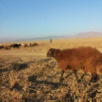 بره قوچی هترو|حیوانات مزرعه|سرولایت, |دیوار