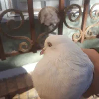 کفتر پرشی|پرنده|بافق, |دیوار