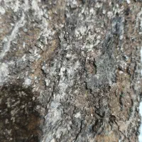 شهاب سنگ اصل|جواهرات|تهران, پارک شهر|دیوار