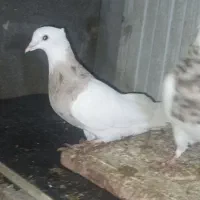 کبوتر طوقی|پرنده|دشت ذهاب, |دیوار