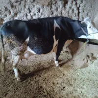 گاو گوساله سیمینتال|حیوانات مزرعه|سنقر, |دیوار