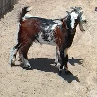 دوتا کهره نر رشتی خوشگل