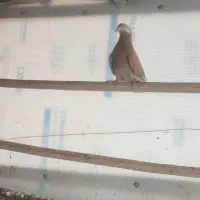 یک جفت پرشی|پرنده|قم, شهرک فاطمیه|دیوار