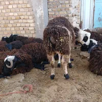 بره نره چهار راس