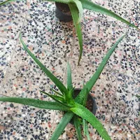 فروش گیاه الورا|گل و گیاه طبیعی|چابهار, |دیوار