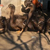فروش اردک محلی سنگین