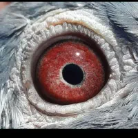 ۵جفت کفتر پلاکی اصل کویتی