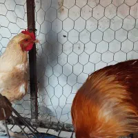 خروس و مرغ محلی|حیوانات مزرعه|مرودشت, فاز دوم شهرک فرهنگیان|دیوار