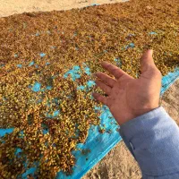 کشمش