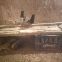 کبوتر|پرنده|زاوه, |دیوار