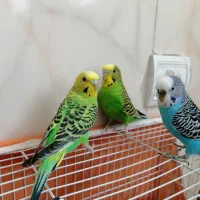 مرغ عشق