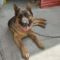 سگ شرمن شپرد