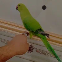 2عدد طوطی ملنگو اهلی