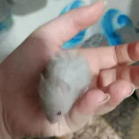 همستر نوجوان