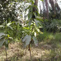 انبه ۲ساله، میناب