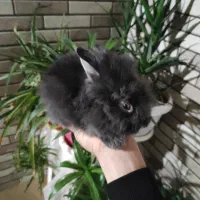 بچه خرگوش نژاد جرسی|موش و خرگوش|قم, شاه ابراهیم|دیوار