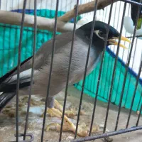 مرغ مینا ۹ماه نر|پرنده|اهواز, بیست متری شهرداری|دیوار