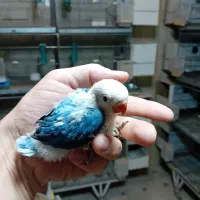 کوتوله برزیلی اپلاین مولد و سرلاکی|پرنده|قم, باجک سه|دیوار