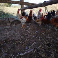 فروش مرغ خروس نیمچه جوجه گلین اصیل|حیوانات مزرعه|اردبیل, |دیوار