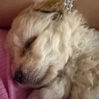 نژاد پودل عروسکی با تمامی وسایل