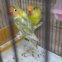 برزیلی کارداده و قناری اهلی مست