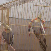 سلام دوعدد عروس هلندی نر بفروش میرسد