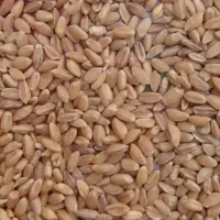 گندم نونی خورده برنج