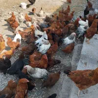 نیمچه . جوجه گلپایگانی درجه یک