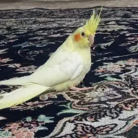 عروس هلندی