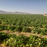 ۵۰هکتار زمین کشاورزی فروشی|فروش زمین و ملک کلنگی|شاهین‌شهر, بنیاد ازدواج|دیوار