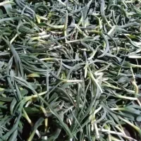 تره کوهی باکیفیت وتمیز درجه یک