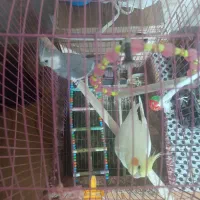 دو جفت عروس هلندی|پرنده|قدس, شهر‌قدس|دیوار